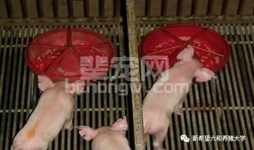 关于仔猪教槽的那些事儿~