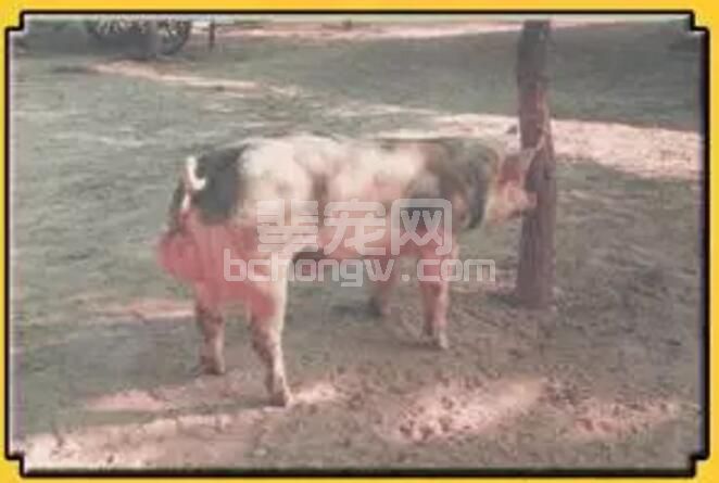 断奶至配种间隔时间对法系皮特兰母猪繁殖性能影响