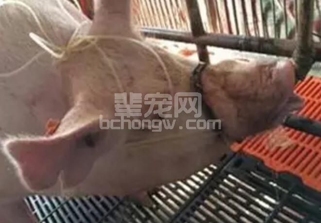 养母猪最怕啥？母猪无乳少乳的七大表现你知道吗？