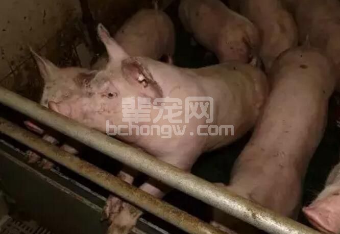 与猪“亲密接触”：给药、灌肠、保定、注射……