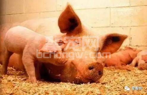 母猪产完有什么表现呢？如何判断母猪是否产完？