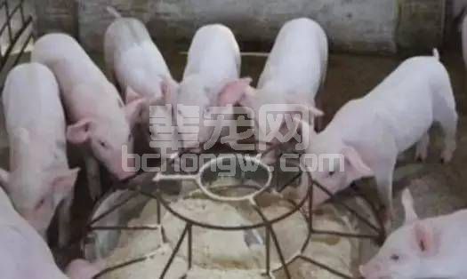提高仔猪教槽饲喂量从这三方面下手！