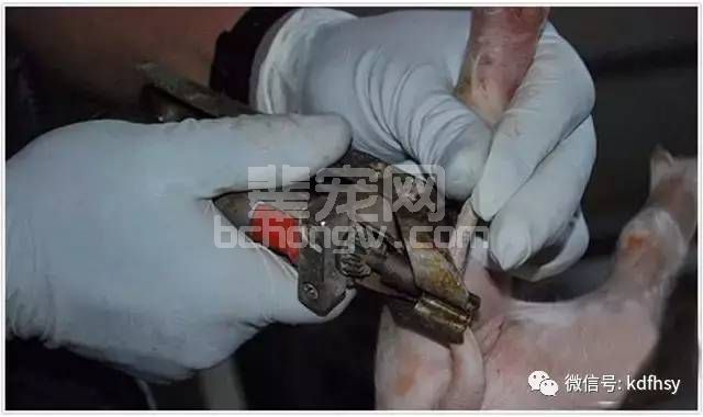 新生仔猪断尾详细标准操作步骤！有图有解析！
