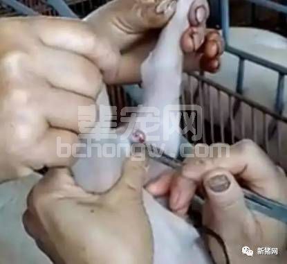 图文解析不同日龄体重阶段仔猪的阉割法