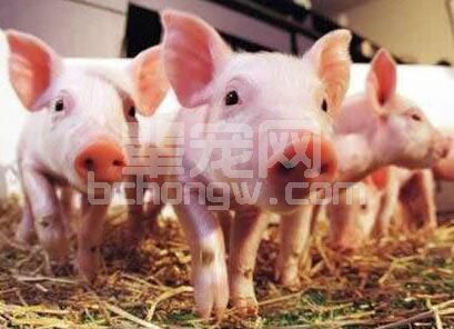 仔猪、乳猪精细化管理要点，值得收藏！
