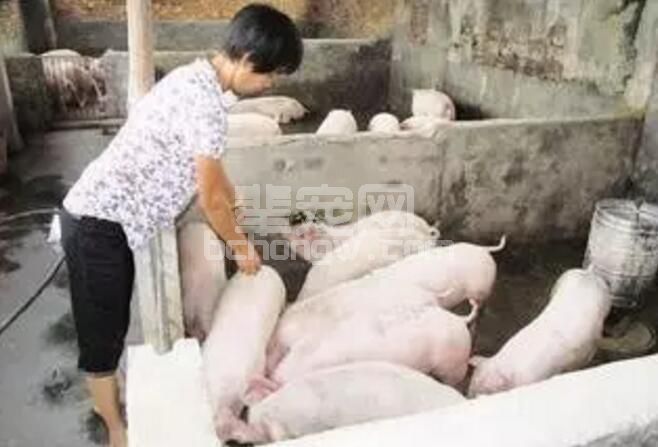 忠言逆耳！家庭养猪致命弱点，看完再反思吧！