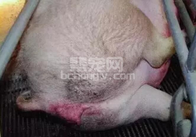 母猪分娩前和断奶前减料100%错误，你还在这样做吗？