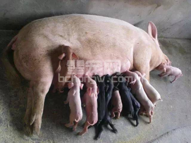 母猪喝白酒，效果出乎意料的好！