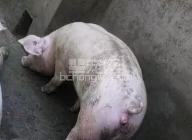 母猪的发情鉴定与适时配种技术