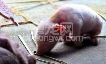 这些新生仔猪的生理特点，你知道吗？
