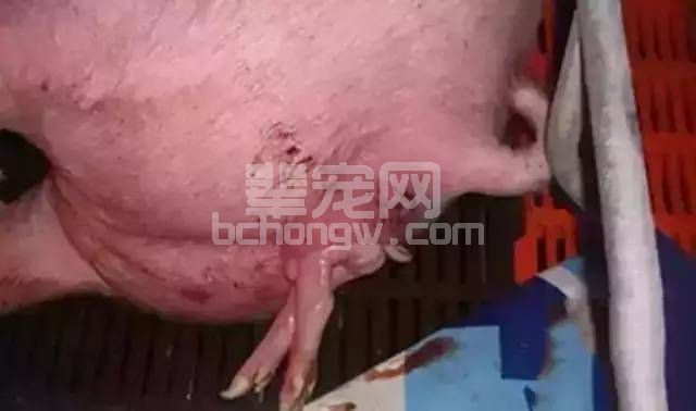 养母猪别动不动就助产