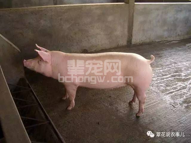 养猪必备技能二：白酒和母猪？据说更配哦