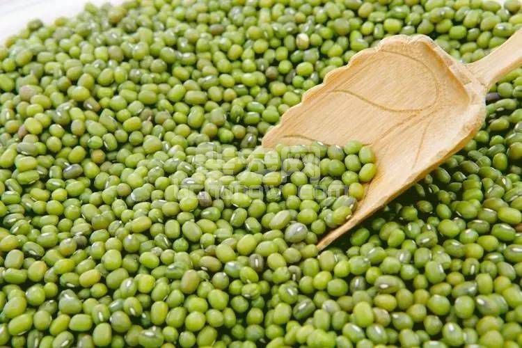饲养管理：猪服药后十大忌口饲料