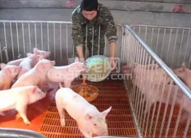 规模猪场乳猪教槽要点，收藏！