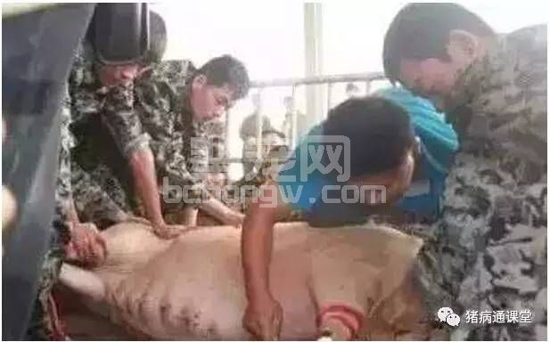 你会给母猪剖腹产吗？操作技巧，你知道几点？