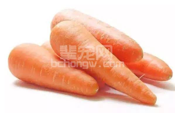 胡萝卜喂猪，效果超乎想象！