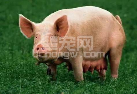 怀孕母猪期的喂料量方式与方法？