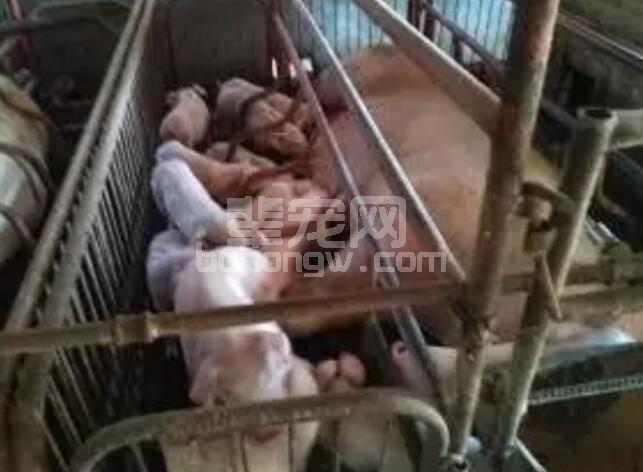 母猪生产问题齐了，答案全在这里！