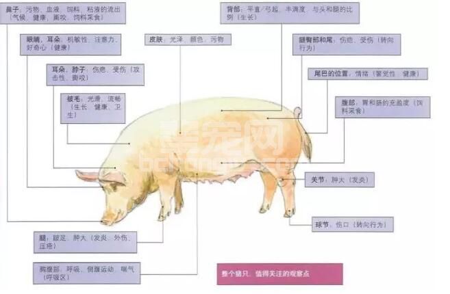 猪只检查时应重点关注哪些部位？
