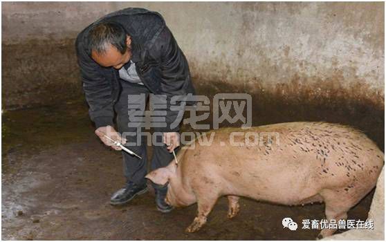 要想母猪多产仔，科学管理是关键