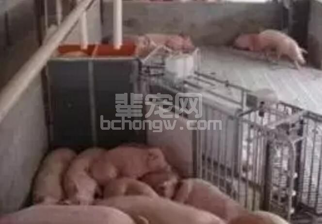 想提高仔猪出栏率？工厂化猪场这样做.....