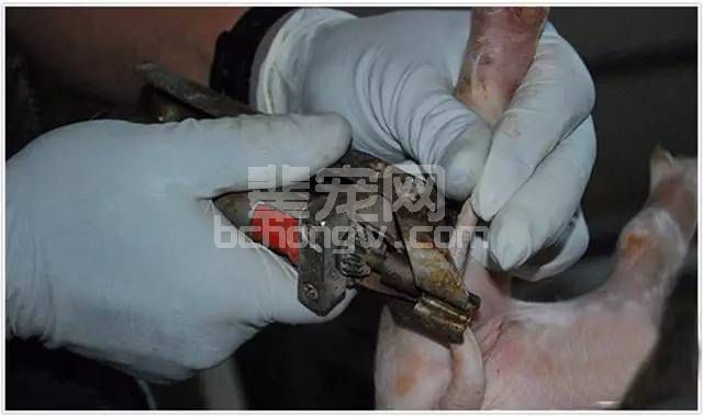 养猪技术：怎样给猪断尾?这10个流程才是标准动作