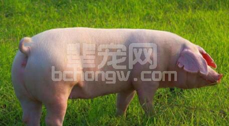判断母猪发情的方法有哪些？还不赶紧来看