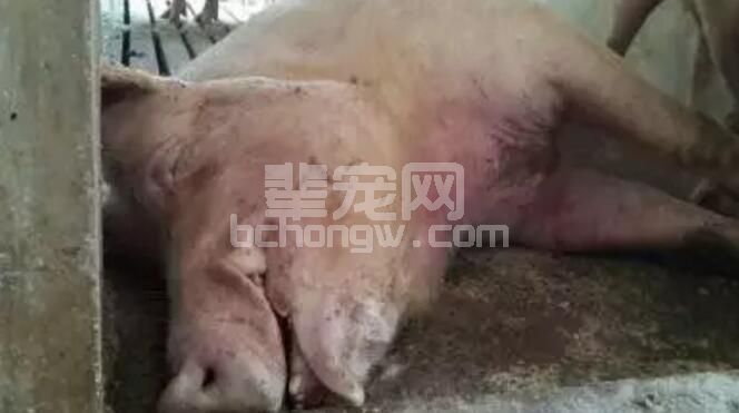 如何防控母猪猝死症的发生？攻略在这呢