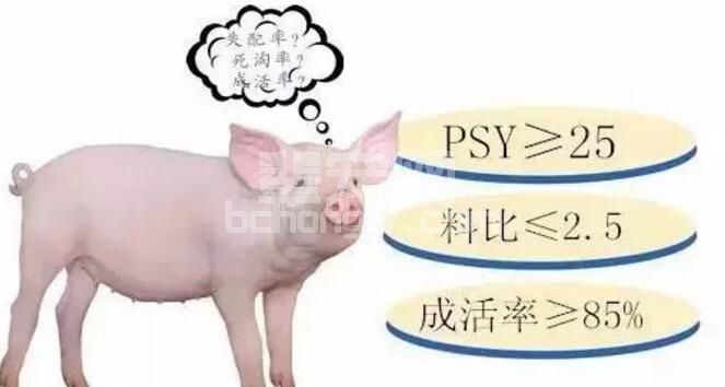 进猪50头 给大家扯扯哪些养殖成本，进来听一下