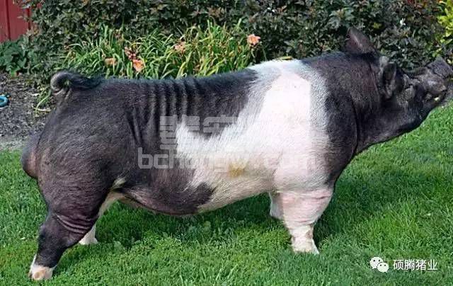 繁殖与育种：种公猪的营养管理对其精液质量的影响？