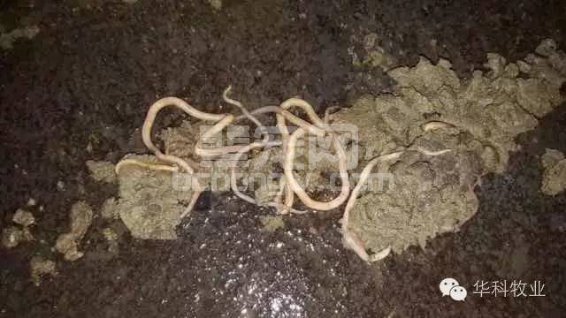 猪场老鼠多？详解猪场养猫会带来种种隐患