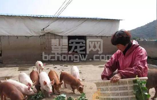 巧用六招养猪，低成本养猪看最后一招！