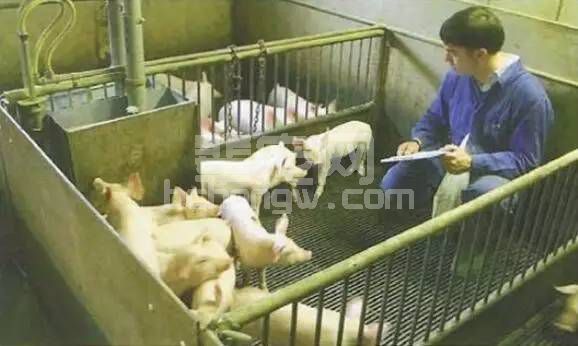 仔猪体检，你真的知道怎么进行检查吗？