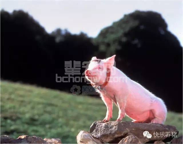 养猪≠喂猪！ 这些经验总结得真是太好了！