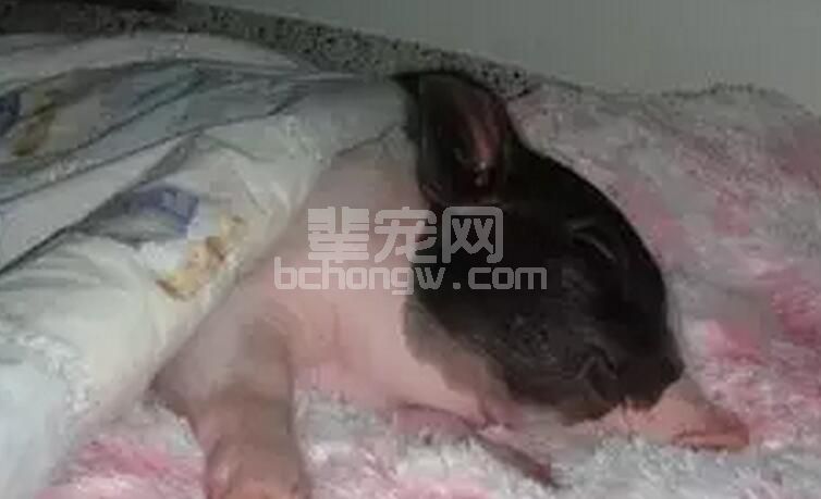 六大现象，说明你的猪可能受冷了！