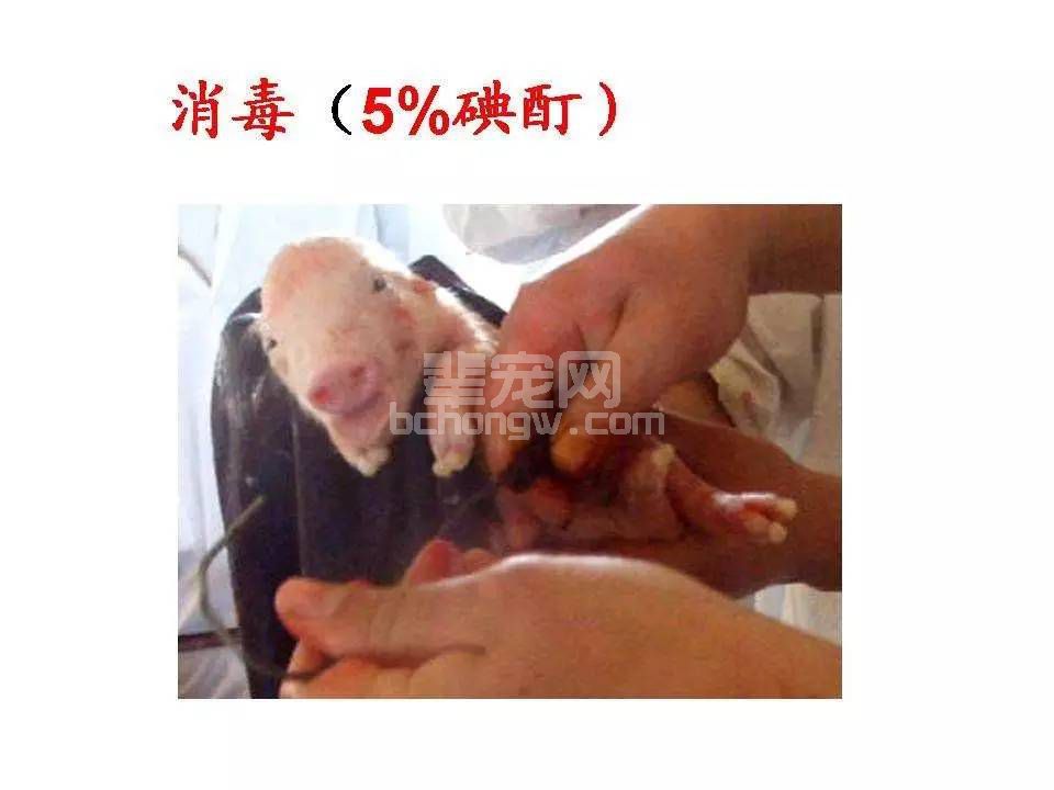 母猪接产技术要点及难产的处理方法？