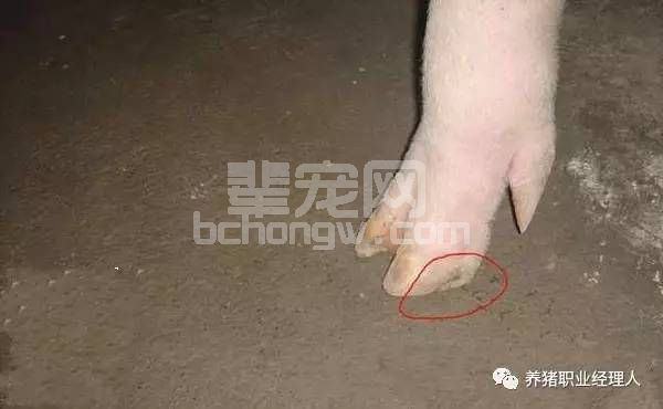 如何做好猪蹄的保护？超实用的母猪修蹄操作指南