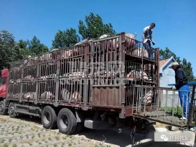 经验分享卖猪16式：让自己的猪卖个好价钱！