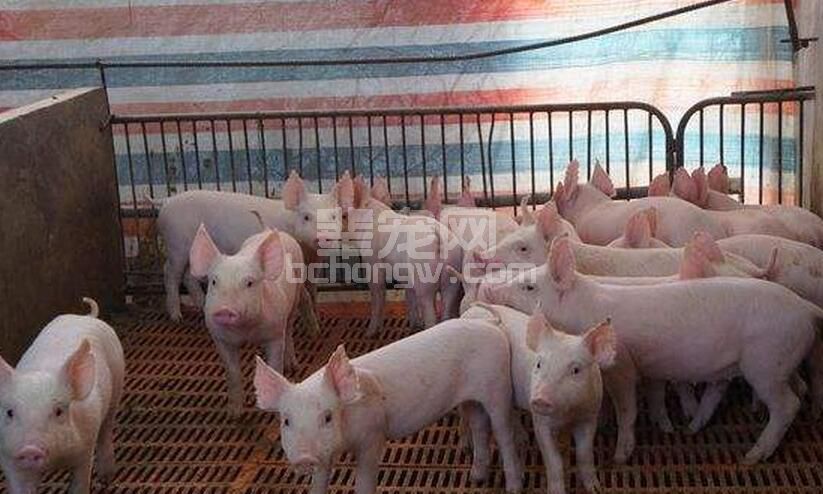 浅谈保育猪的饲养管理？养猪人快看！