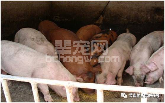 高温模式下的养猪三注意，看完不吃亏！