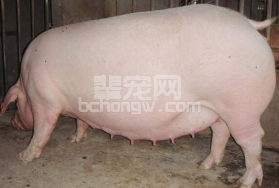 你家母猪有奶吗？母猪泌乳量和采食量的关系