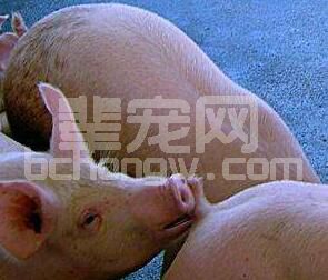 高手在民间——养猪偏方值得收藏！