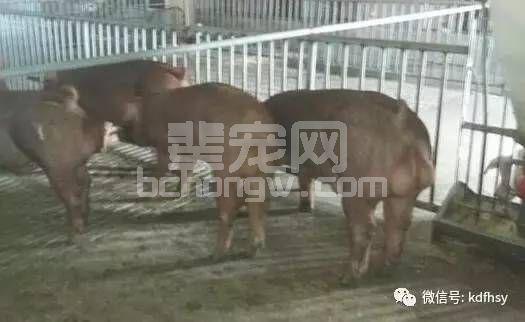 盘点断奶母猪的饲养技巧，送养猪人