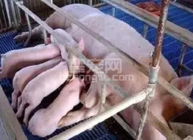 规模母猪场几大核心数据详细解读，畜牧人 你必须要懂......