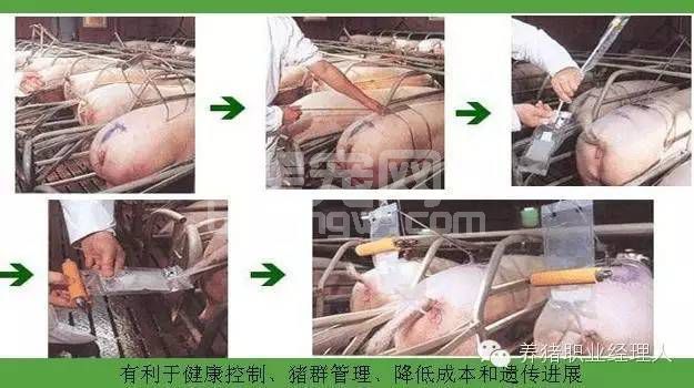 必修课：周批生产猪场繁殖区域基本工作流程及重点