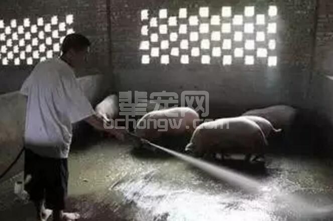一个问题猪场的起死回生之路！值得借鉴！经验技巧......