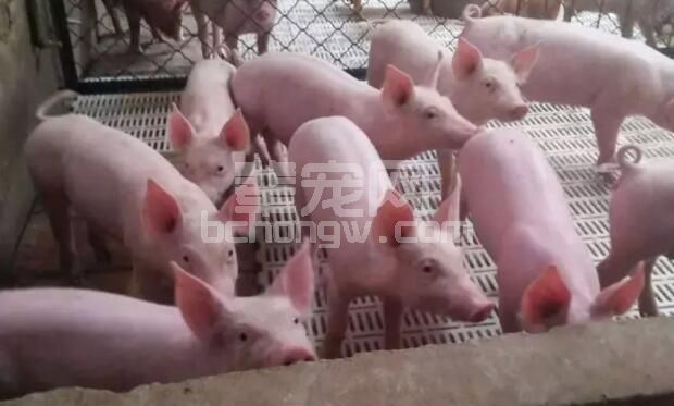 铁，在猪的微量元素营养需求中，是最重要的元素之一