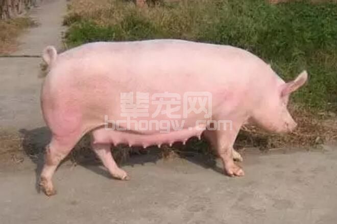 谈谈自留母猪的优缺！你懂多少？
