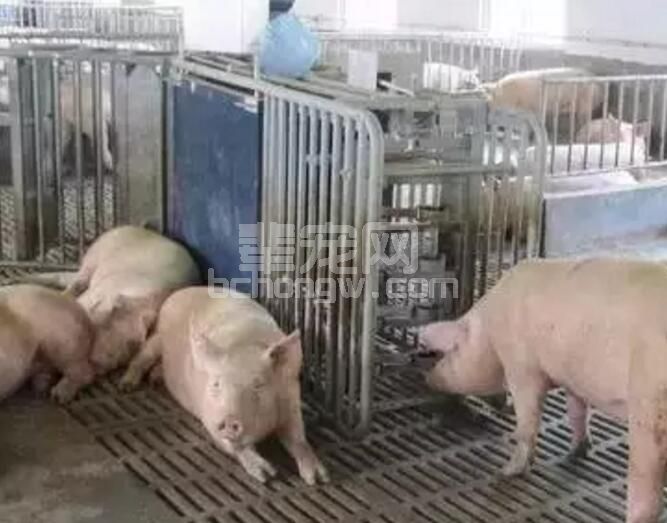 妊娠母猪到底该采取哪种饲喂方式？