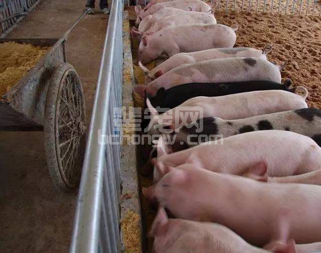 饱受争议的自己采食和定时定量 你怎么看？